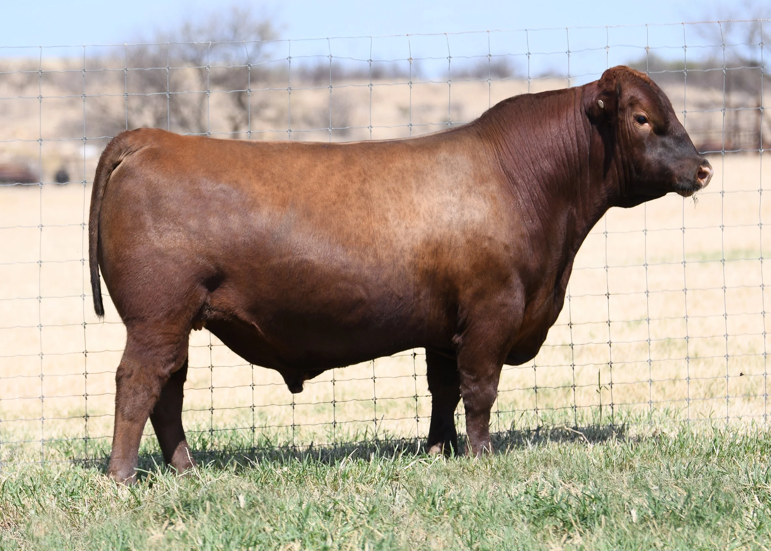 Semen Order Form — R.A. Brown Ranch